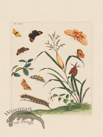 Moses Harris Insects 42